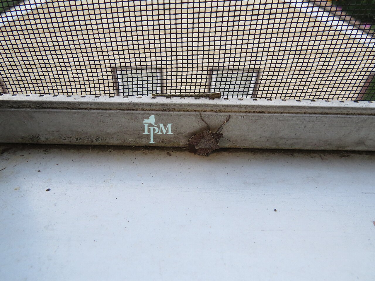 Pentatomo maculato (Halyomorpha halys), parassita che danneggia le nocciole con la puntura