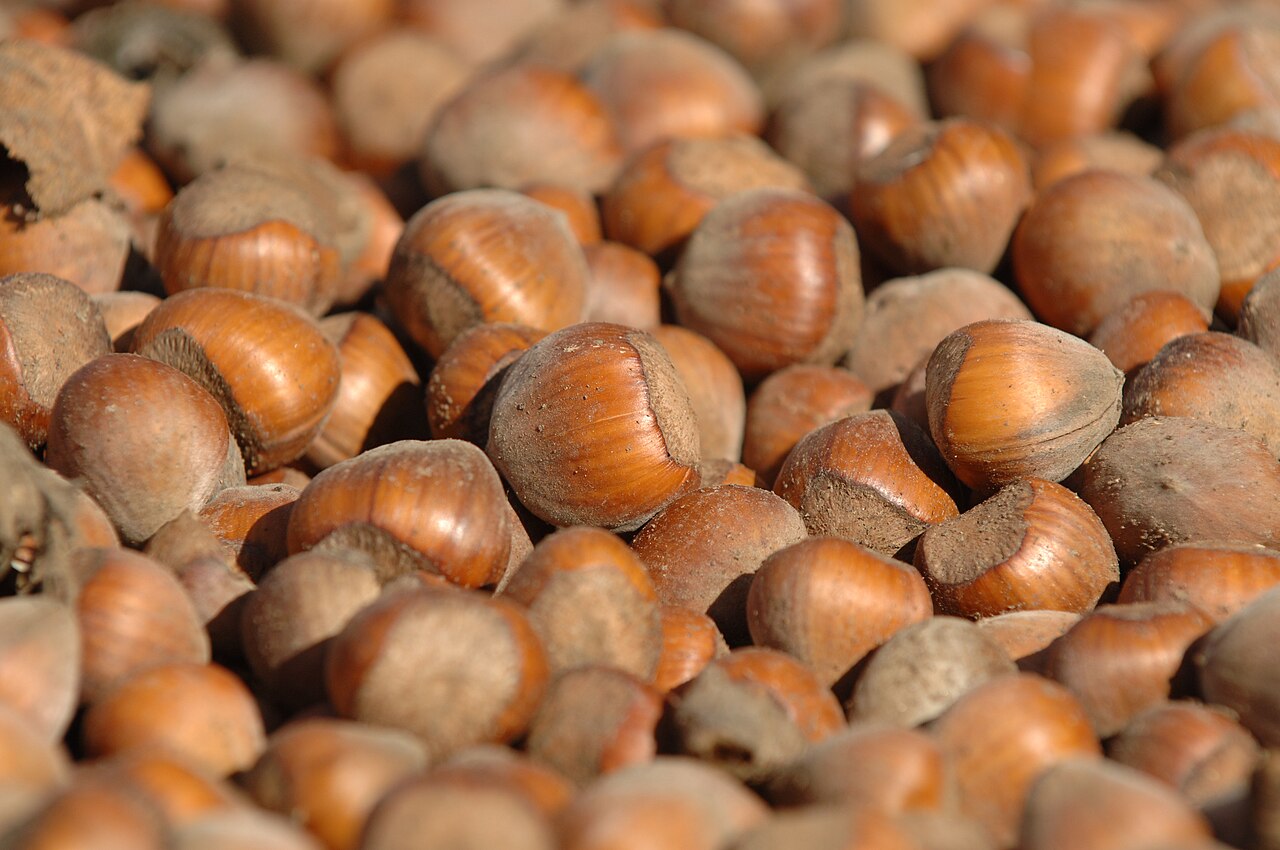 Frutti di nocciola raccolti dal suolo dopo la raccolta