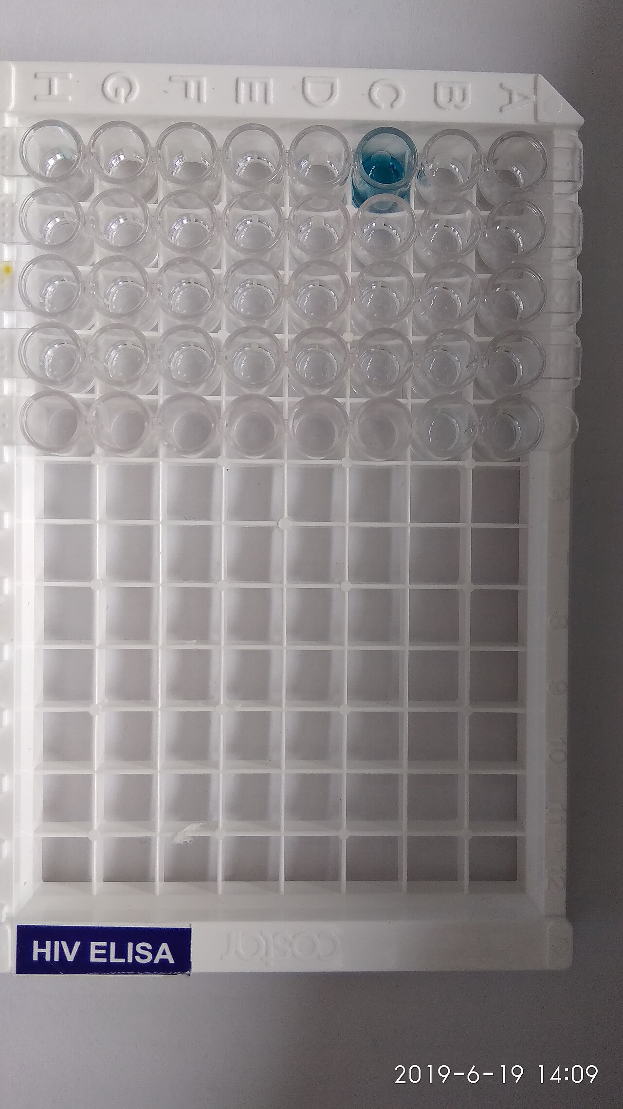 Piastra a microtiter con reazione ELISA completata per la lettura (illustrazione della tecnica ELISA)