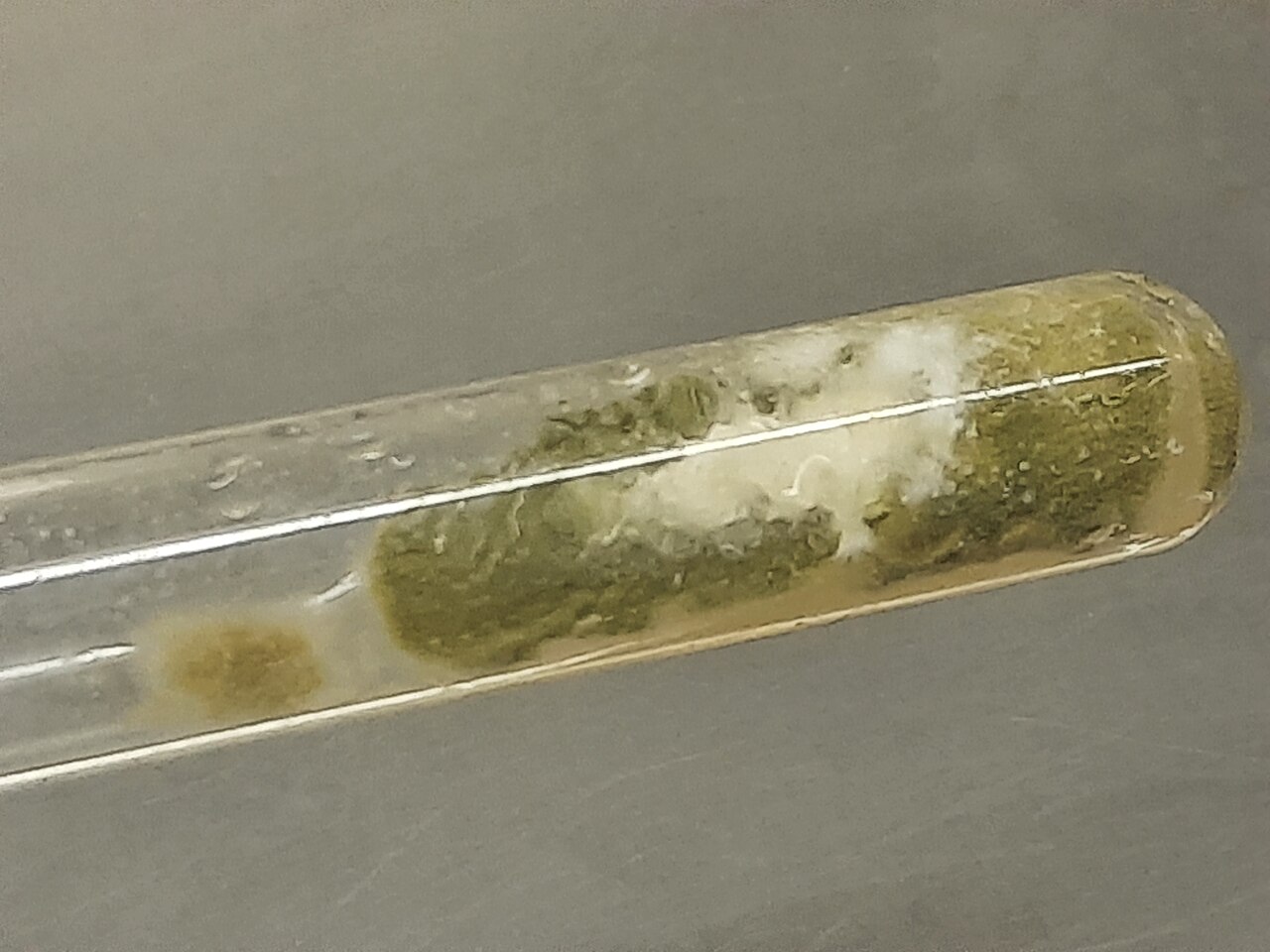 Crescita di muffa in provetta