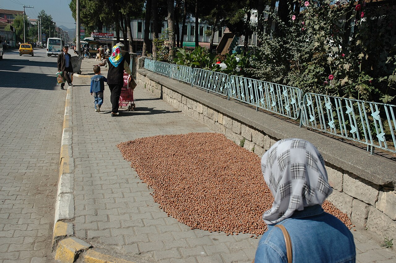Essiccazione delle nocciole al sole (Ünye, Turchia)