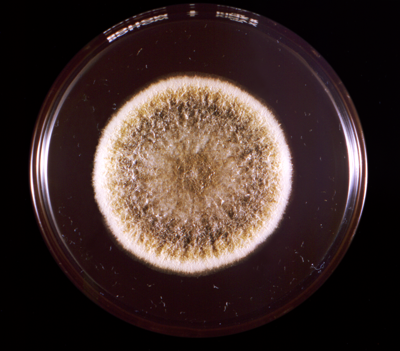 Colonia di muffa Aspergillus flavus in una piastra di Petri