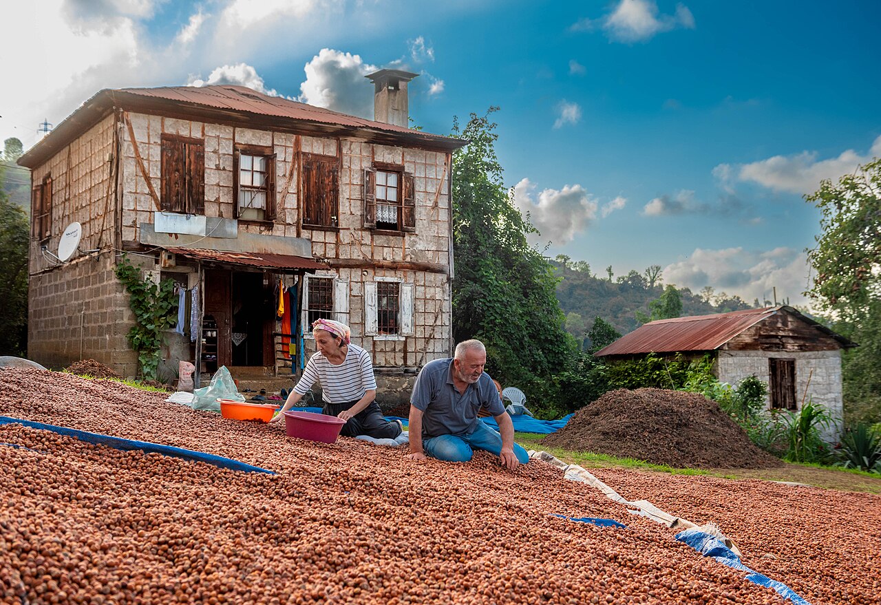 Agricoltori che selezionano le nocciole sul terreno di essiccazione