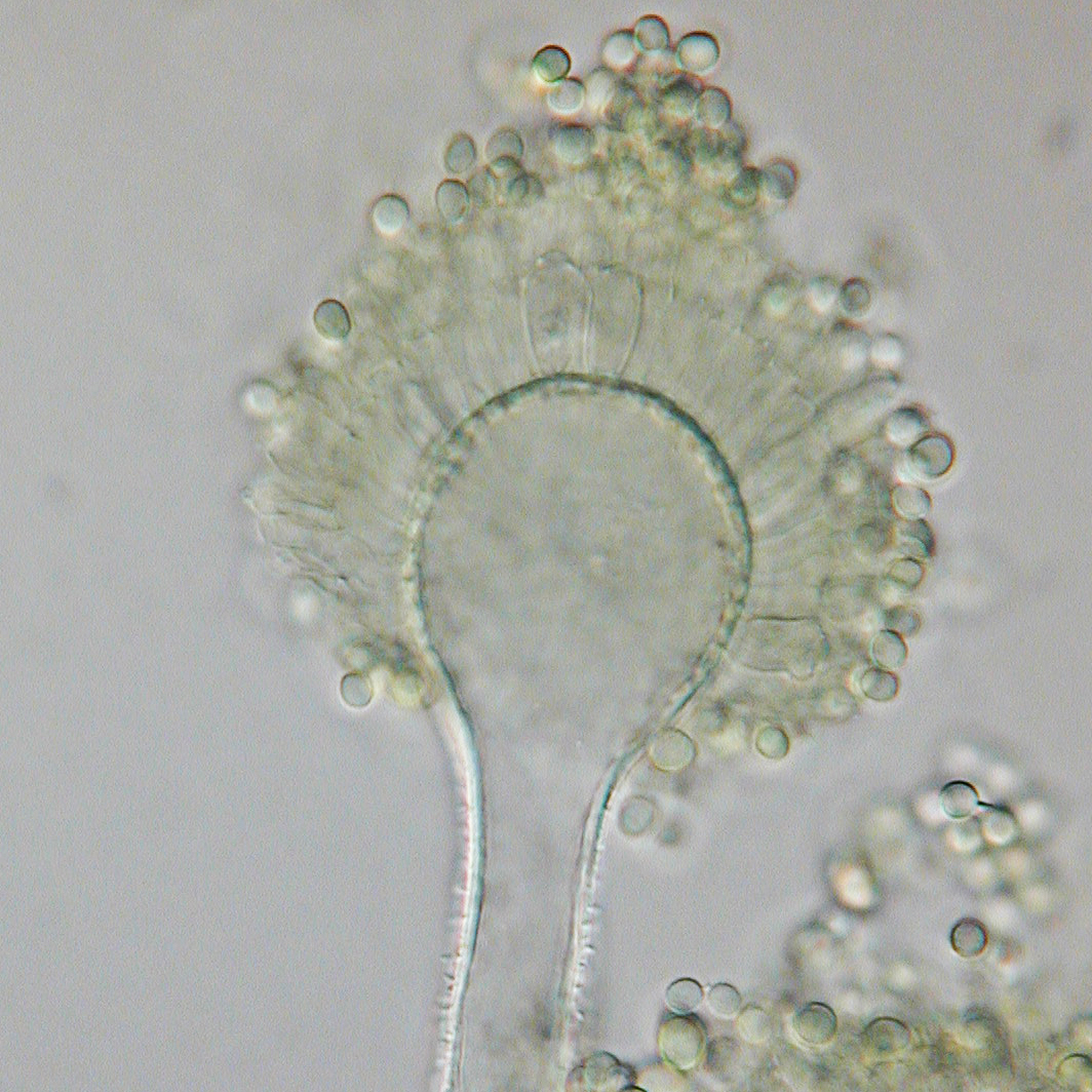 Conidioforo della muffa Aspergillus flavus al microscopio, agente causale delle aflatossine in caso di scarsa essiccazione