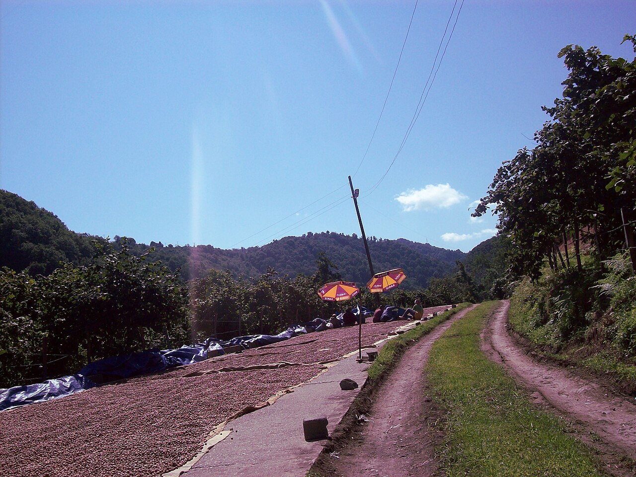 Essiccazione e selezione delle nocciole all'aperto (Giresun, Turchia)