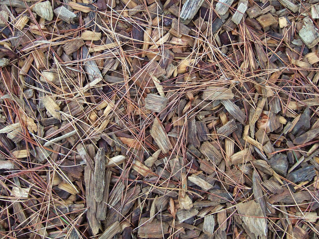 Pacciamatura di trucioli di legno nel noccioleto — il guscio frantumato funge da pacciamatura organica simile