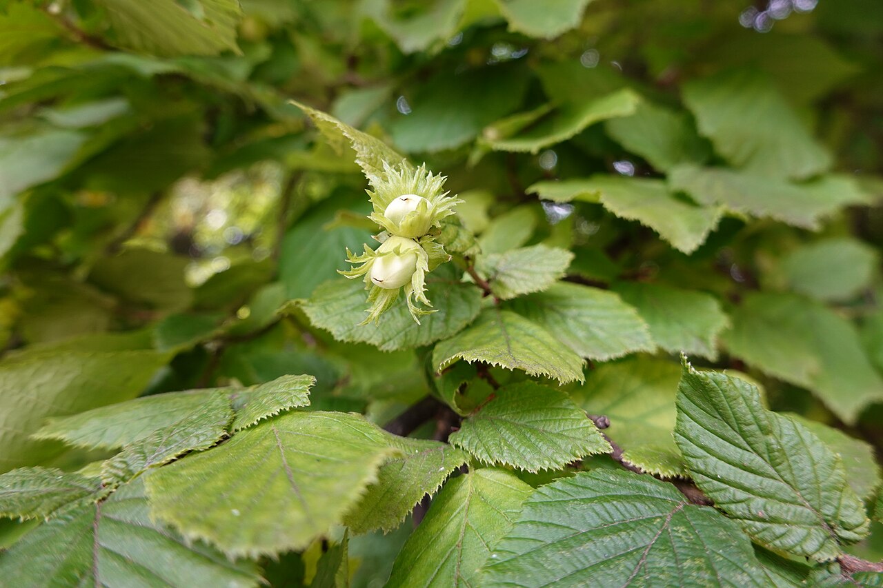 Frutti di nocciola, materia prima per la produzione di olio di nocciola