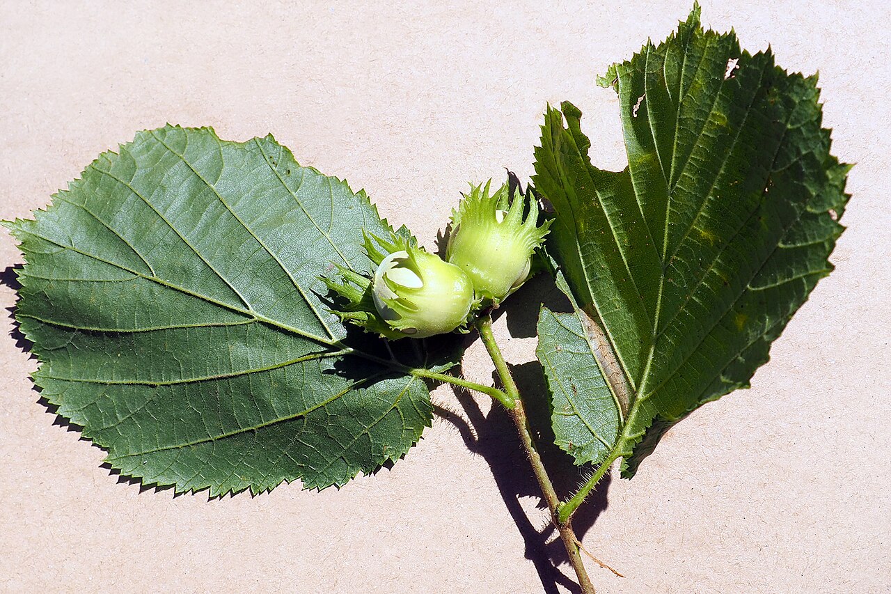 Frutti di nocciolo (Corylus avellana) sui rami
