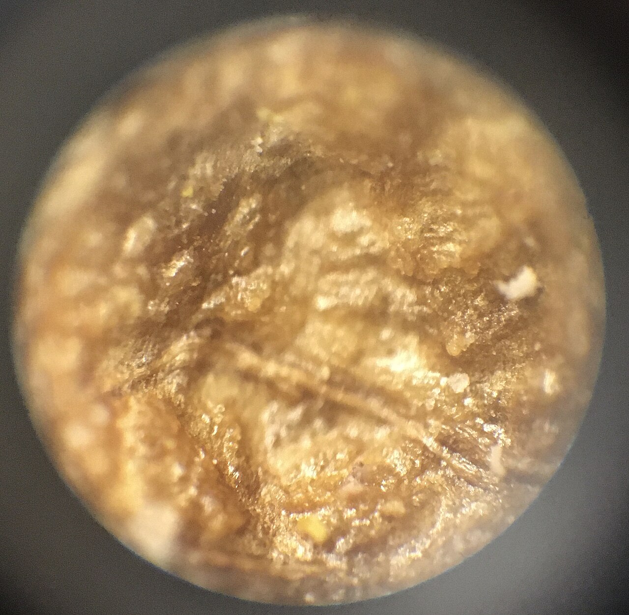 Dettaglio della texture della mandorla di nocciola