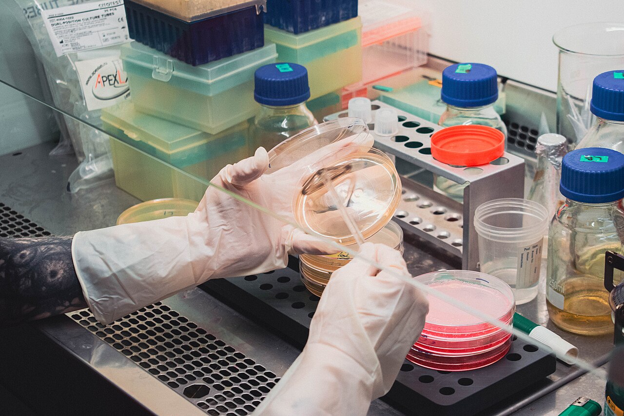 Inoculazione di un campione su terreno di coltura in un laboratorio microbiologico