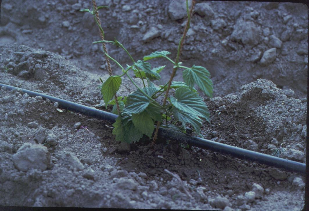 Sistema di irrigazione a goccia con erogatori vicino alle piante
