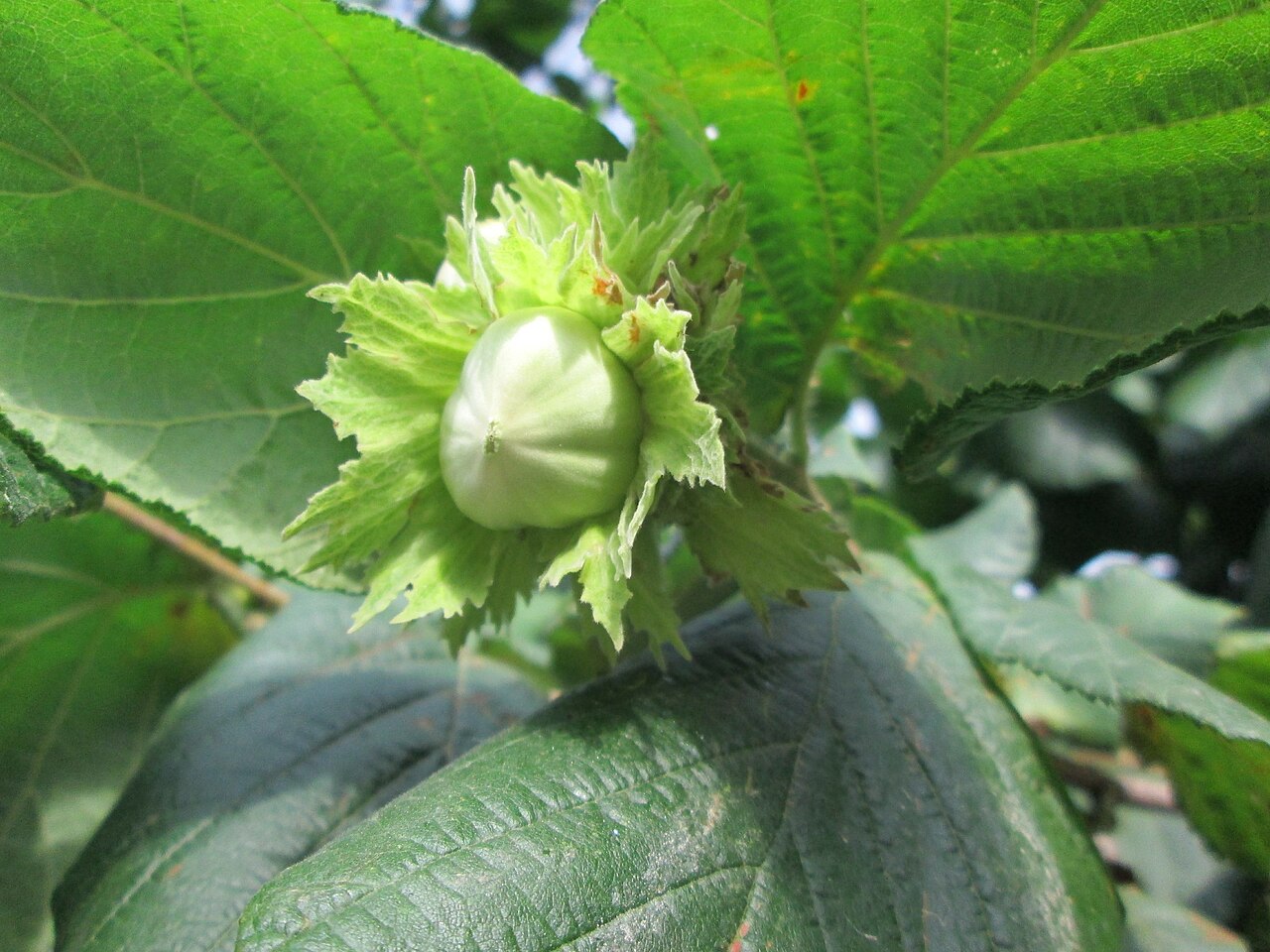 Giovane frutto di nocciola nella sua involucre verde (involucro) sul ramo — la nocciola è una commodity il cui prezzo di acquisto si forma sul mercato mondiale