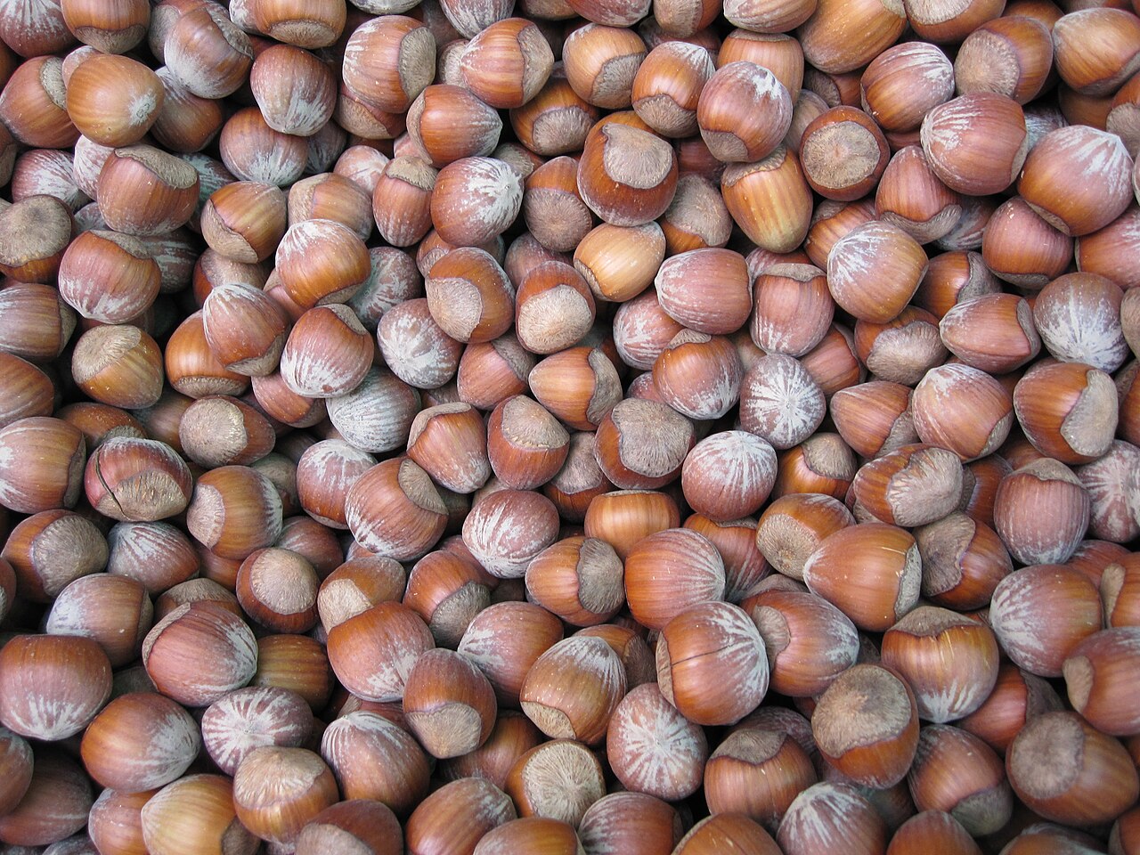 Pila di nocciole raccolte