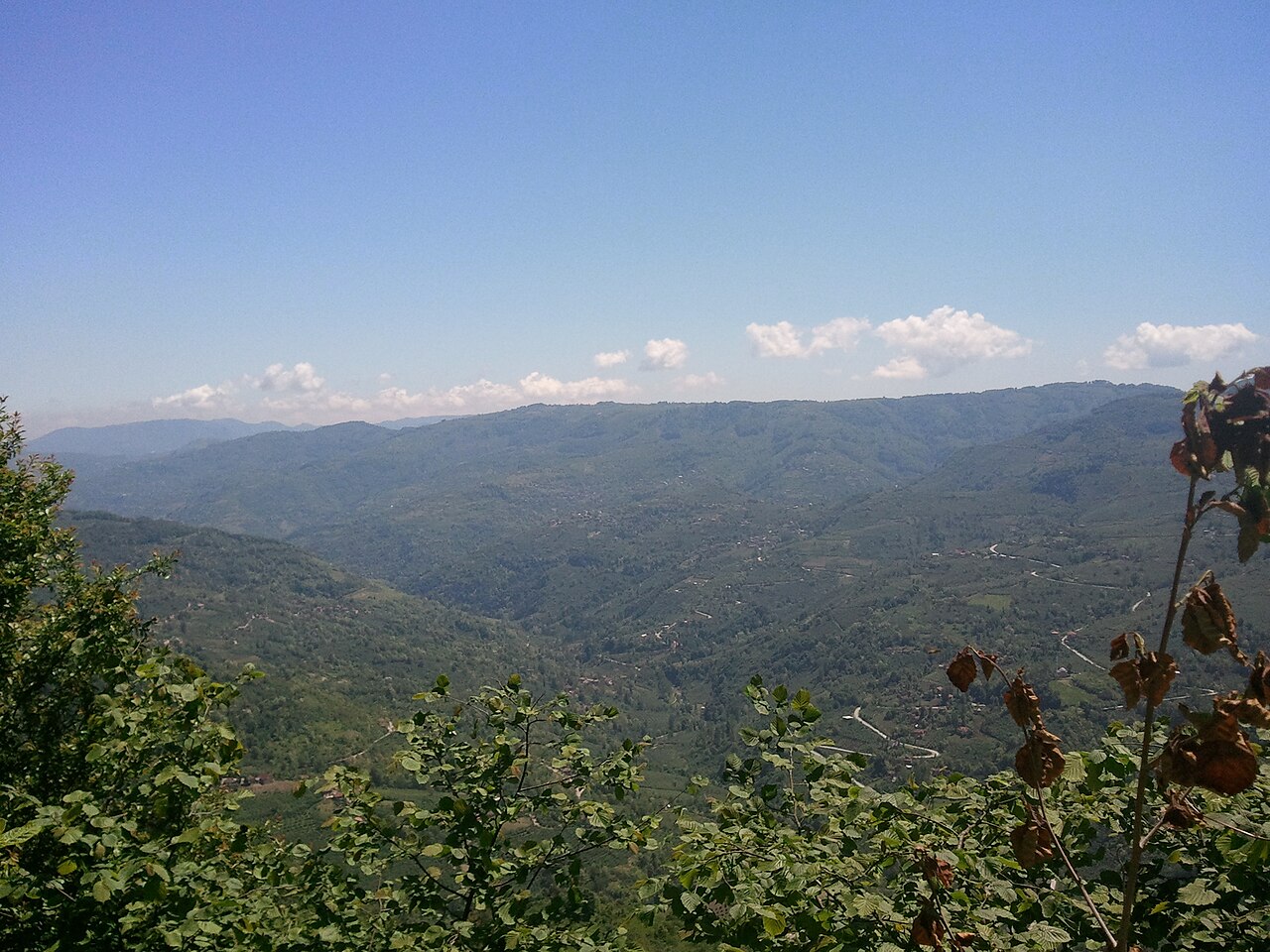 Paesaggio di un frutteto di nocciole in Turchia