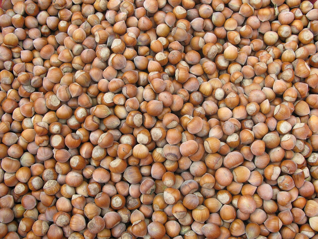 Nocciole da Orda in Turchia — il mercato delle merci che detta il prezzo mondiale