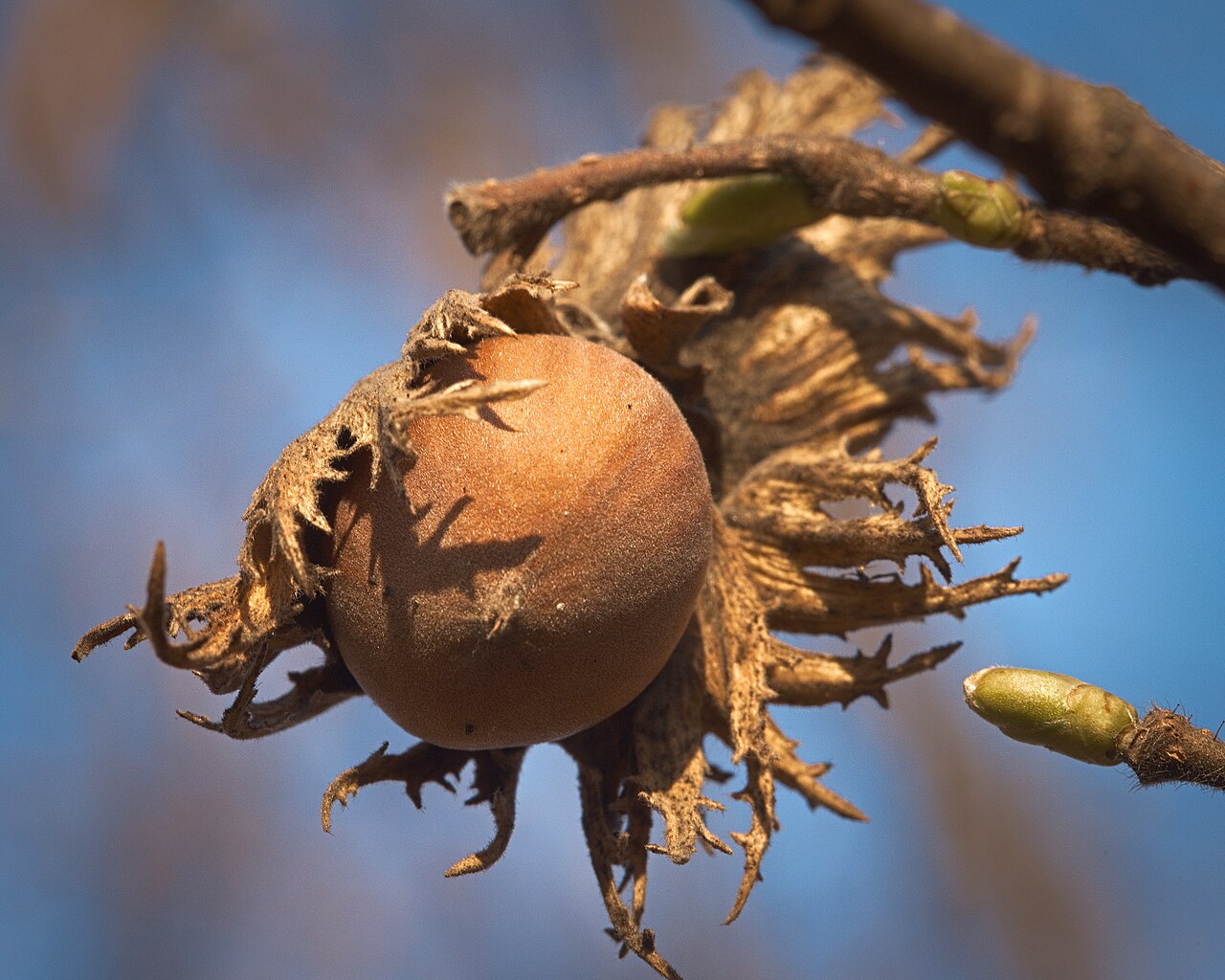 Frutti di nocciola sull'albero — materia prima all'inizio della catena del valore