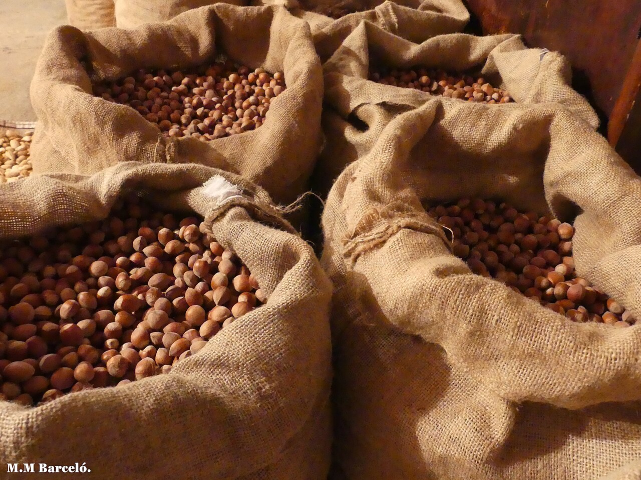 Sacchi di nocciole raccolte