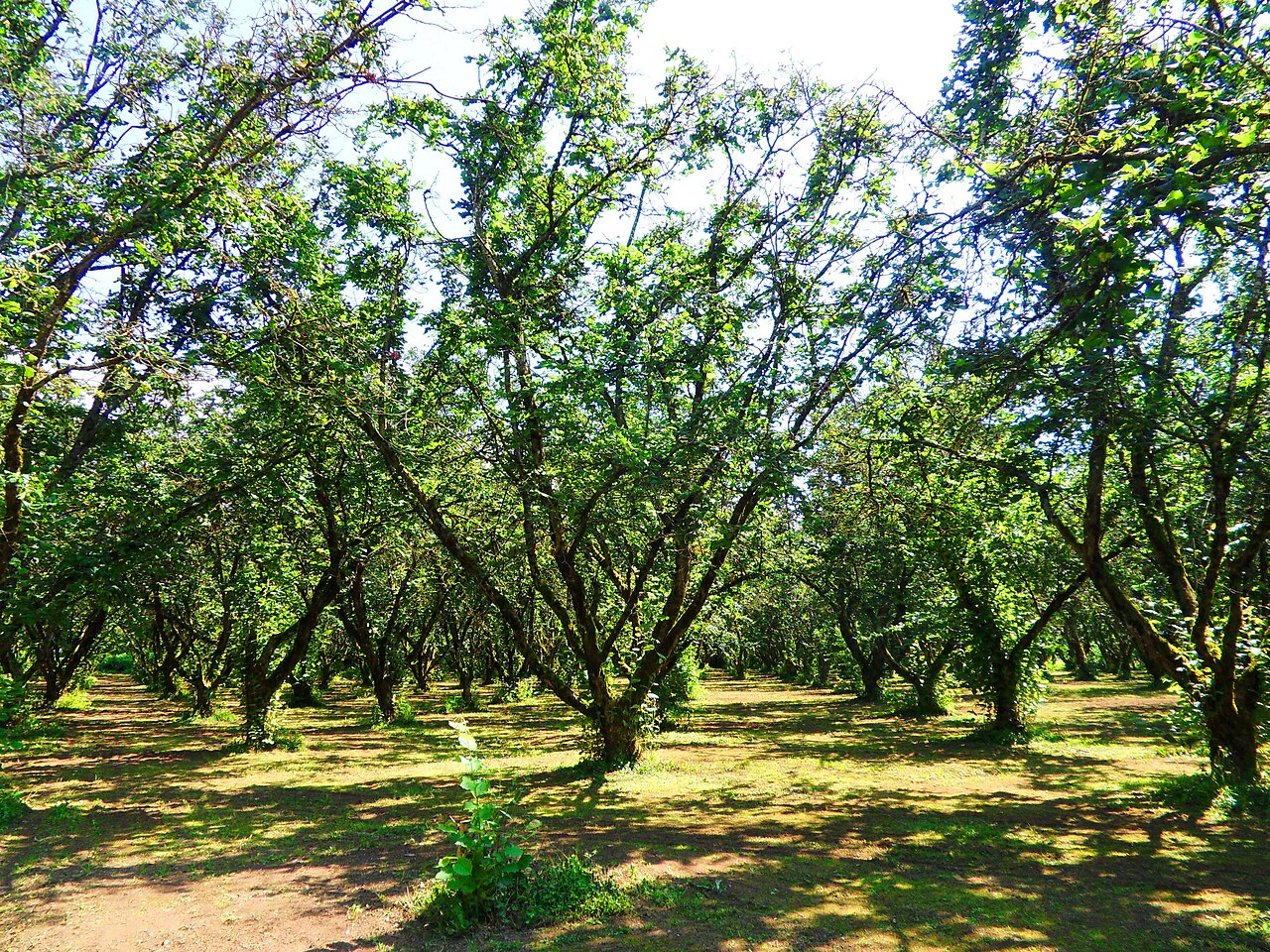 Cespuglio di nocciola (Corylus avellana) nel noccioleto