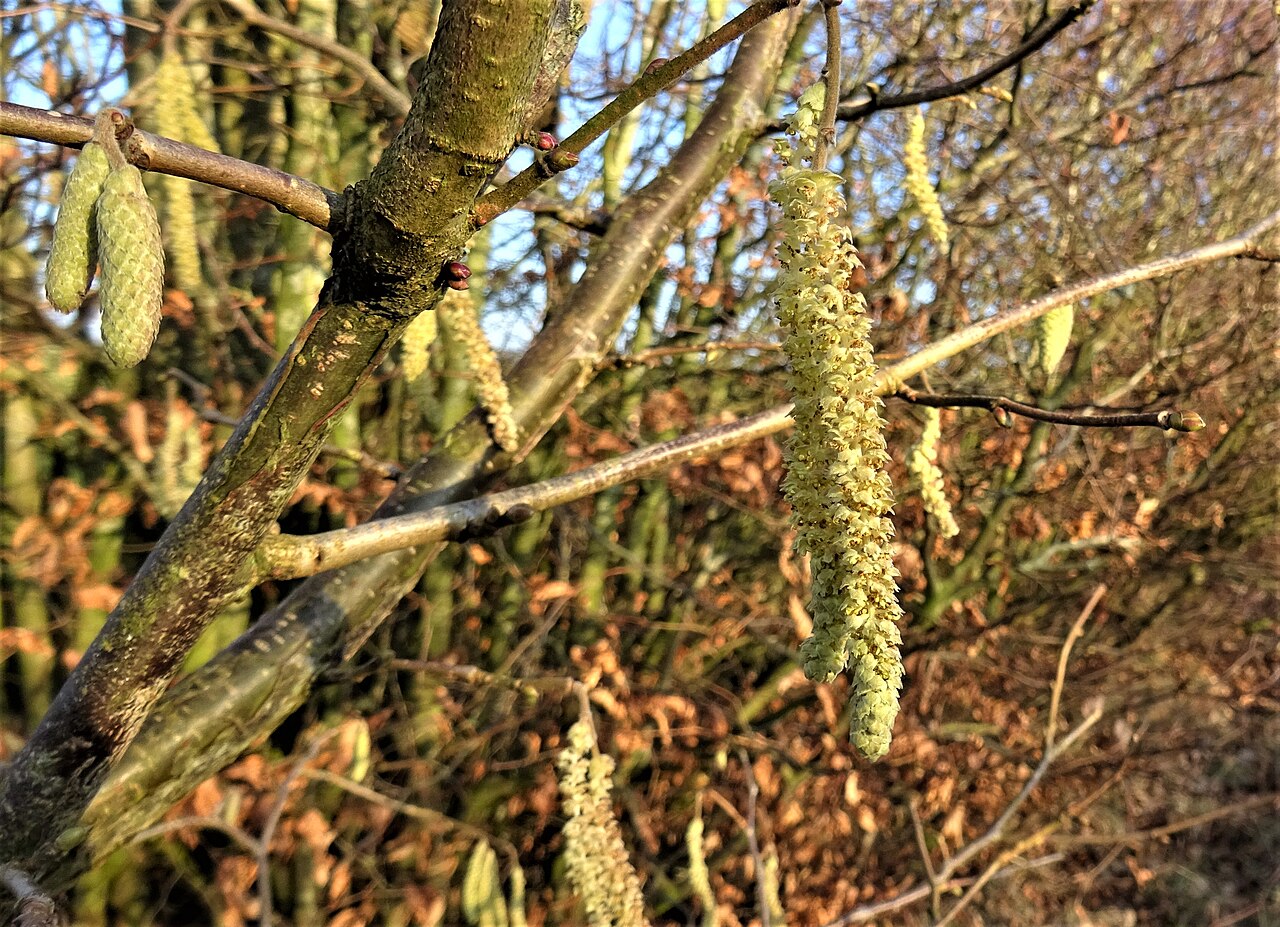 Fiori maschili (amenti) della nocciola all'inizio della primavera