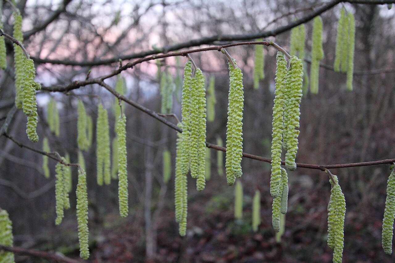 Infiorescenze maschili amenti aperte del nocciolo (Corylus avellana) in inverno, vulnerabili al gelo