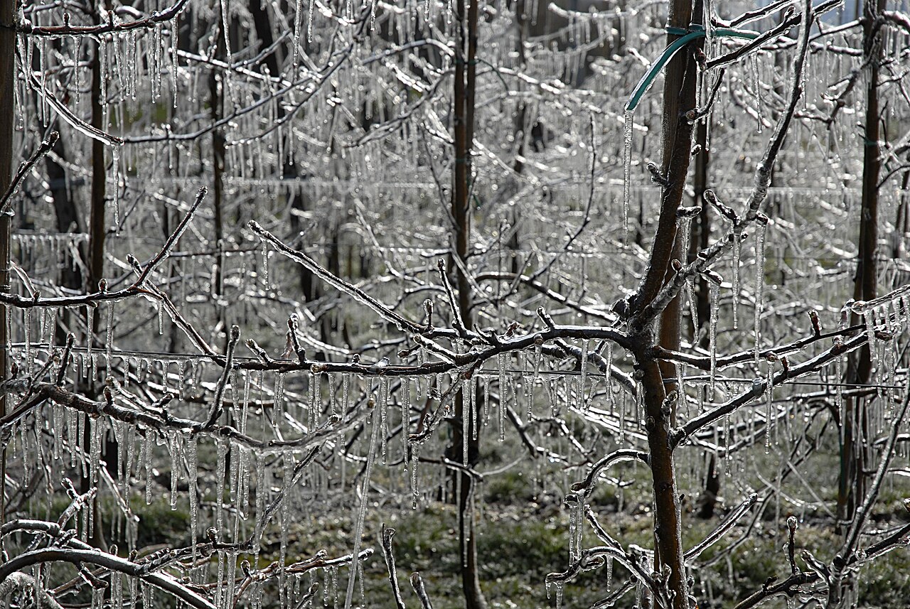 Alberi coperti da una crosta di ghiaccio dopo l'irrigazione a pioggia sopra chioma come protezione antighelata