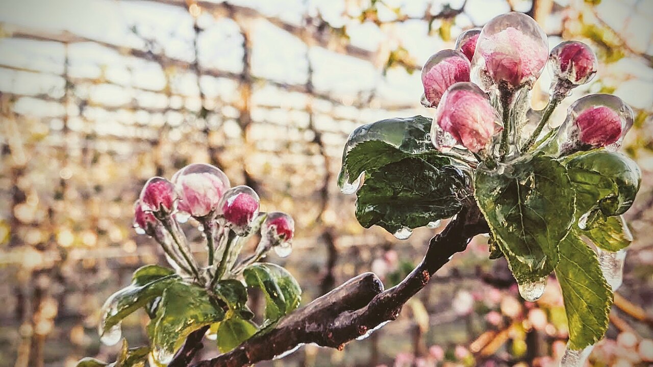 Irrigazione a pioggia (sprinkler) come protezione del frutteto dal gelo