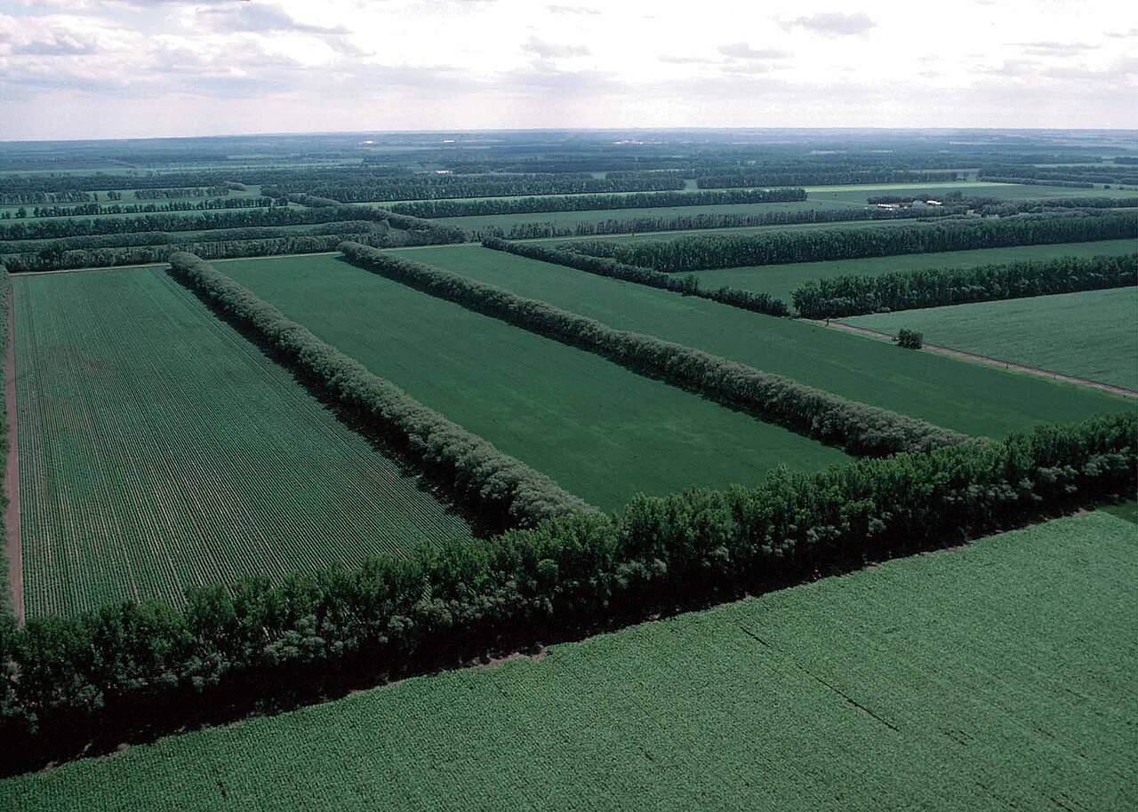 Fasce frangivento accanto alle superfici agricole