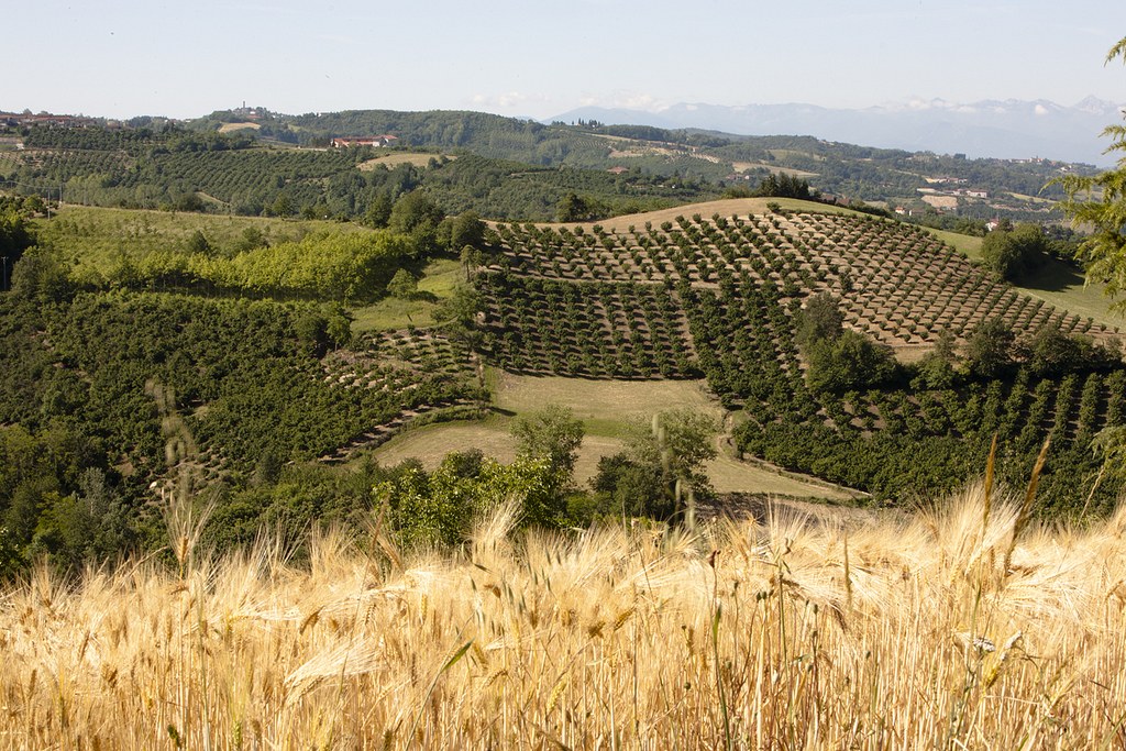 Noccioleti sulle colline italiane