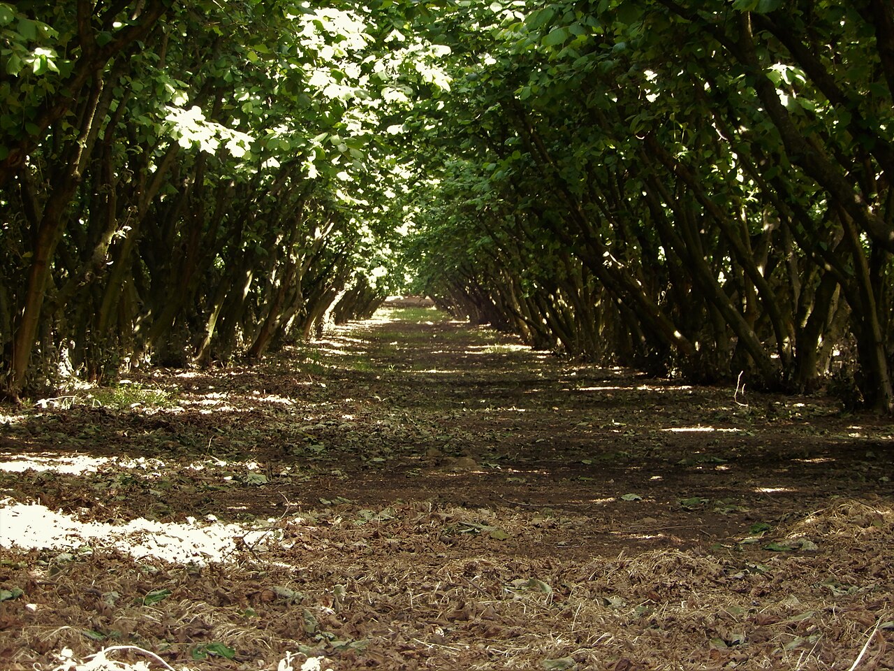 viale del noccioleto