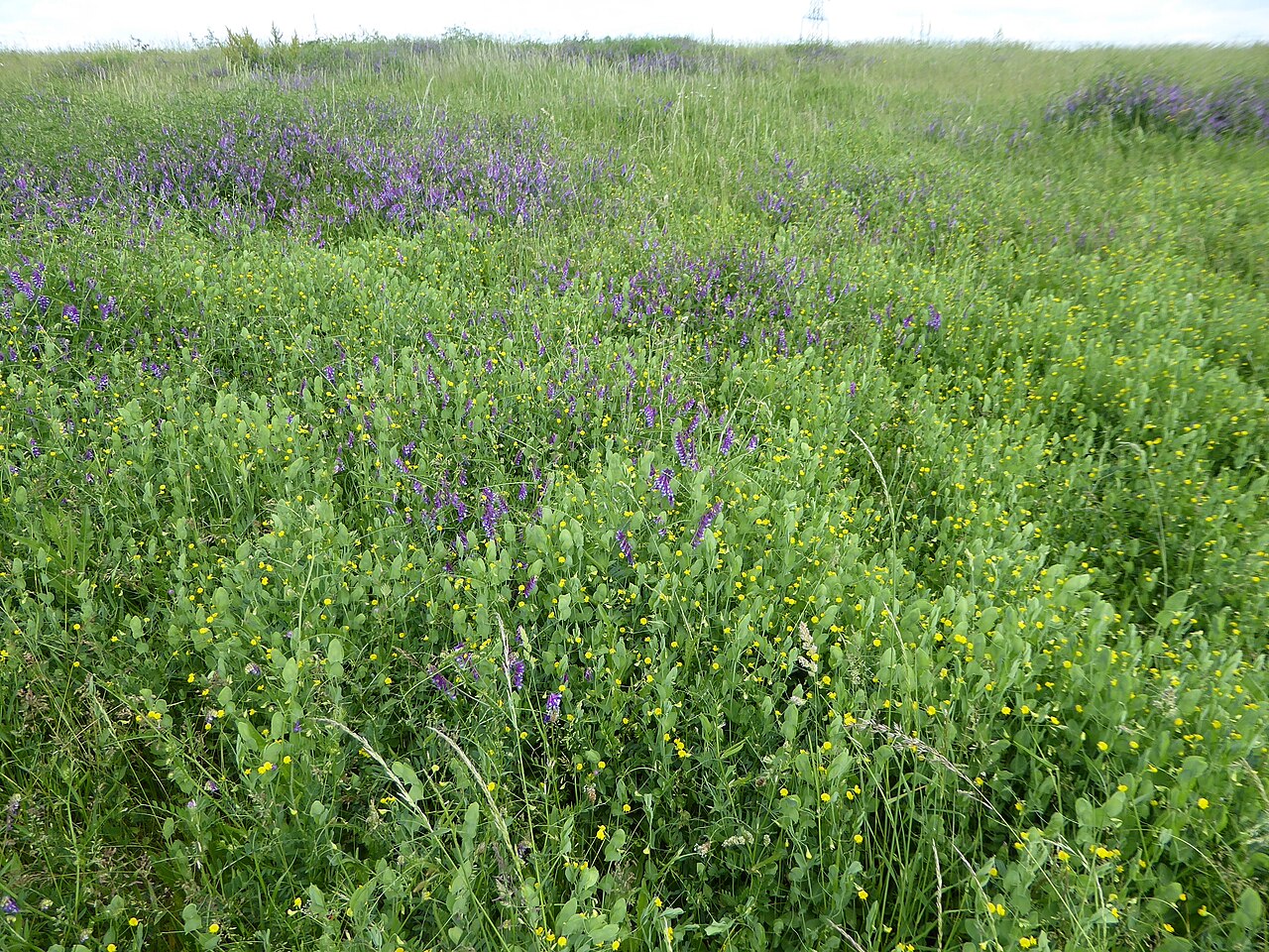 Tappeto erboso con veccia villosa (Vicia villosa, fiori viola) e veccia rapunzolo (Lathyrus aphaca, fiori gialli) — leguminosa di copertura che fissa l'azoto