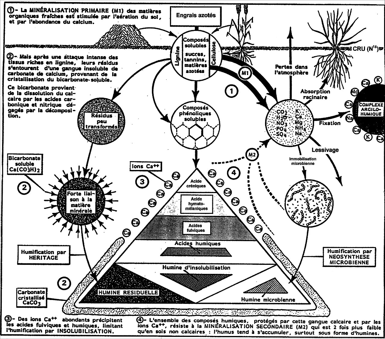 Formazione dell'humus: degradazione della sostanza organica nello strato di suolo