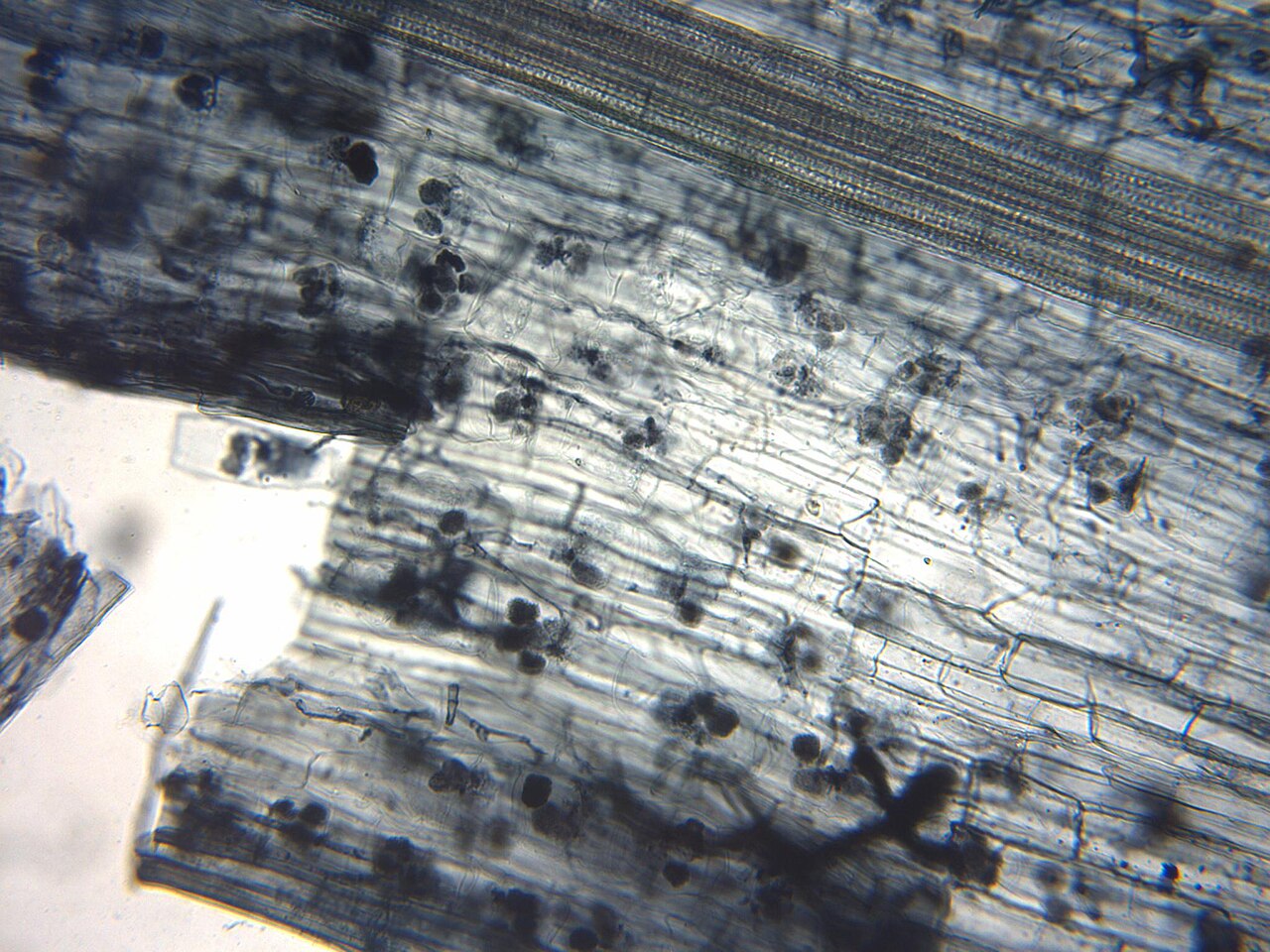 Micorriza arbuscolare nella radice al microscopio — simbiosi tra fungo e pianta